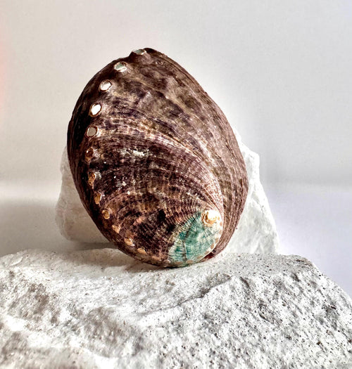 hand painted abalone shell smudge bowl spiritual cleansing tools for home smudge shell sage holder energy clearing shell incense burner smudging tools for beginners smudge ceremony shell crystal altar supplies rainbow painted shell metaphysical decor shell for spells