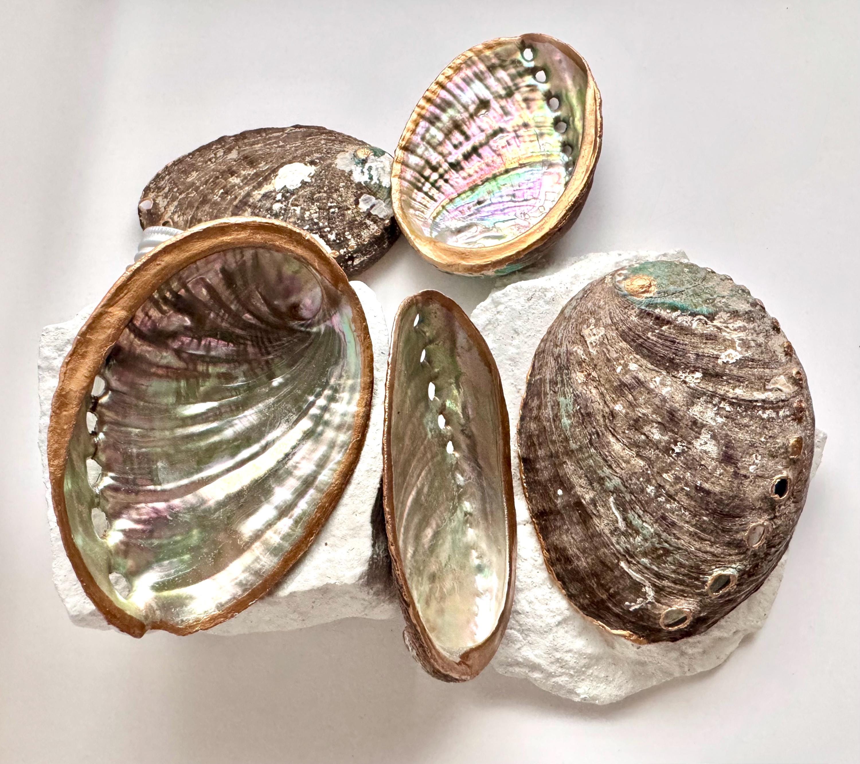 Hand painted abalone shell smudge bowl abalone shell smudging bowl best choice smudge bowl premium spiritual cleansing bowl sage burning bowl palo santo smudging dish energy clearing ritual bowl meditation altar bowl manifestation ritual tools coastal home decor ocean decor beach house decor seaside decor ocean shell decor beach themed decor coastal shelf decor birthday gift housewarming gift mothers day gift valentines gift christmas gift